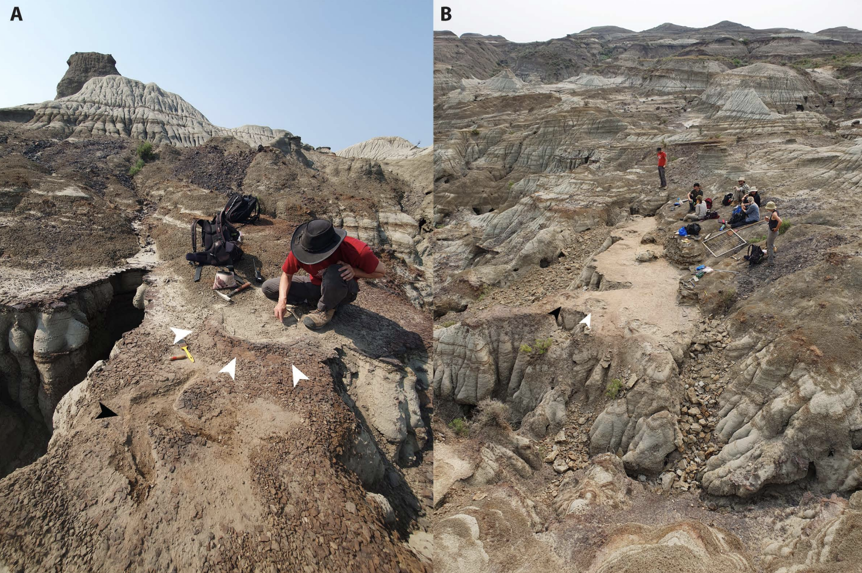 Views of the Skyline Tracksite (TMP L2467) shortly after discovery (A) and following excavation (B). A) The sediment displacement rim(white arrows) of what turned out to be the first ceratopsid track (C1.1) was all that was visible when the site was first discovered, view looking west. The inner part of the track was already partly exposed at the time the photo was taken. A tyrannosaurid track (black arrow, T1.2) had also been exposed in the foreground. B) View, looking southeast of the Skyline Tracksite following two days of excavation, note C1.1 and T1.2 indicated by white and black arrows, respectively.